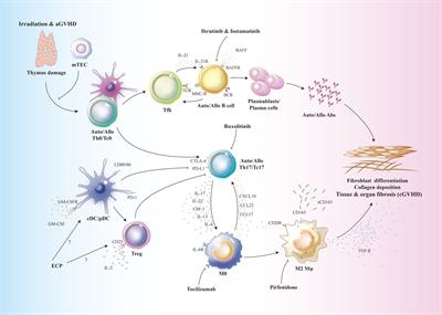 Functional Contributions of Antigen Presenting Cells in Chronic Graft-Versus-Host Disease